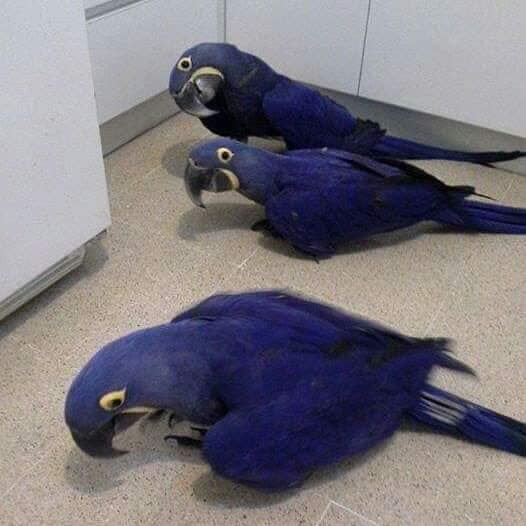 Hyacinth Macaws for Sale