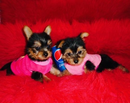 Tea-cup Yorkie s for sale Text /call (330) 910 0534