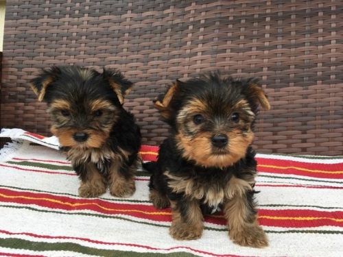 Tea-cup Yorkie s for sale Text /call (330) 910 0534