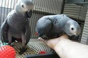 African Grey Parrots set for good homes now