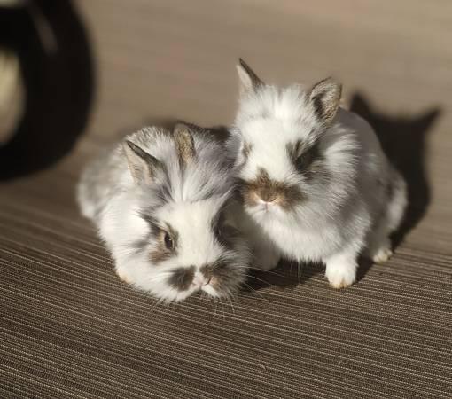 Baby Rabbits Lionhead/ Dwarf