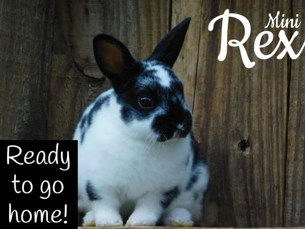Mini Rex Rabbits - baby rabbit bunny bunnies for sale