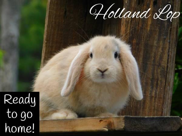 Holland Lop Rabbits - baby lops rabbit bunny bunnies for sale