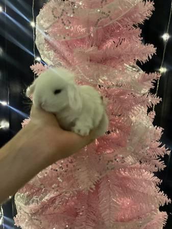 Holland Lop Lops Lionlop Baby Bunny Rabbits for December and Christmas