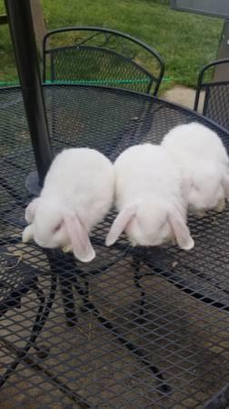 Bunny Rabbits, mini lop baby bunnies,rabbit