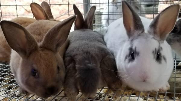 Variety Mini Rex Rabbits