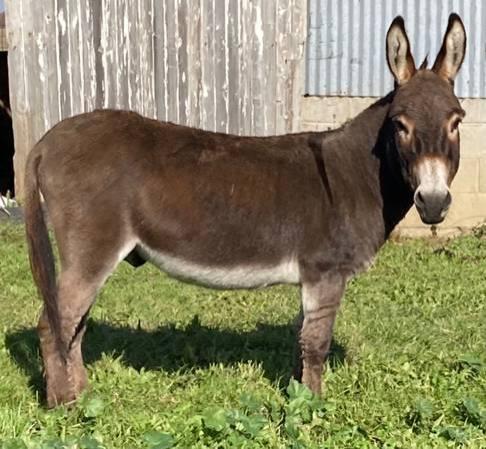 Registered Miniature Donkey Jack at Stud for 2023!