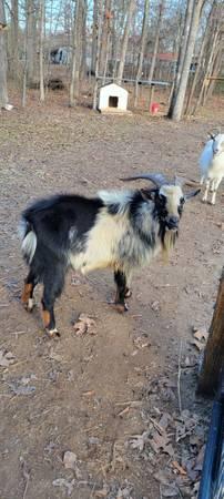 Male Goat: Nigerian/Toggenburg