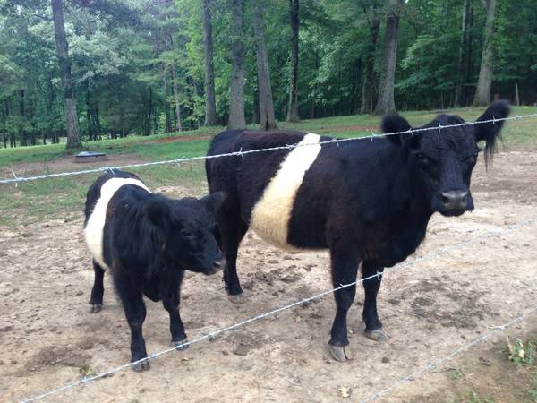 2 bred Galloway heifers and 1 bull calf