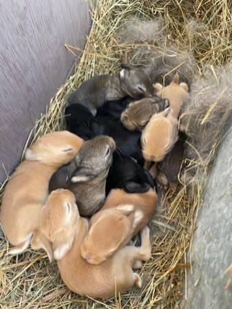 Christmas Bunnies ~ Cute Bunny Rabbits