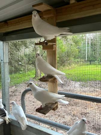 White and Blue Homing Pigeon pigeons