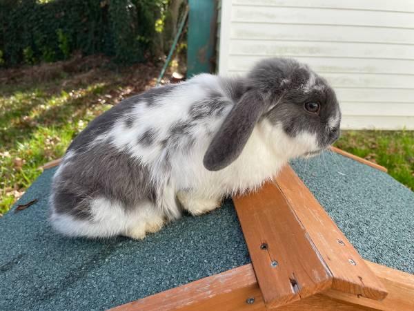Male Holland Lop Bunny