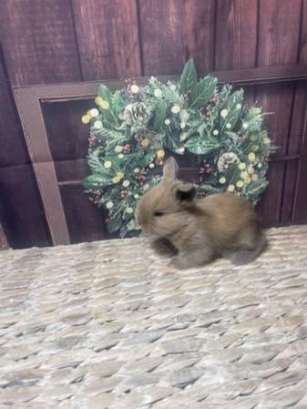 Baby Bunny Rabbit Boutique Holland Lop Lops Mini Rex Netherland Dwarf