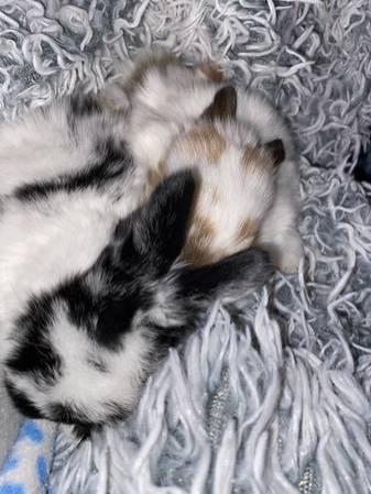 Holland Lop Baby Bunnies just in time for Valentine's Day