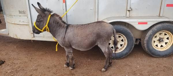 Donkey Donkeys Mini&standards, mini zebu cattle