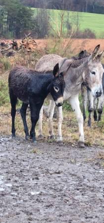 Donkeys & Mini ponies for sale
