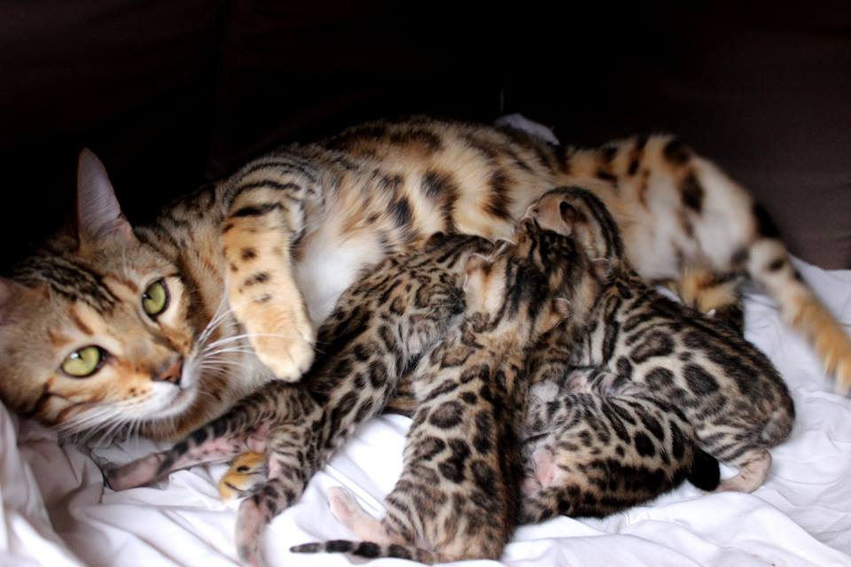 Male and female Savannah & Bengal kittens for sale