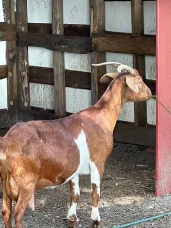 Goat/Goats Female Boer pregnant