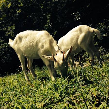 Saanen Boar Dairy Goats