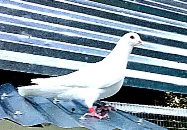 White Homing Pigeons