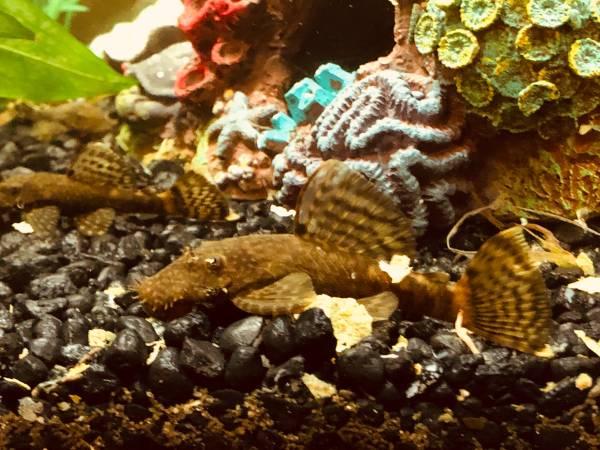 Pleco fish for aquarium - Assorted sizes