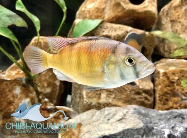 2 Rare Aquarium Cichlid Fish From Lake Victoria