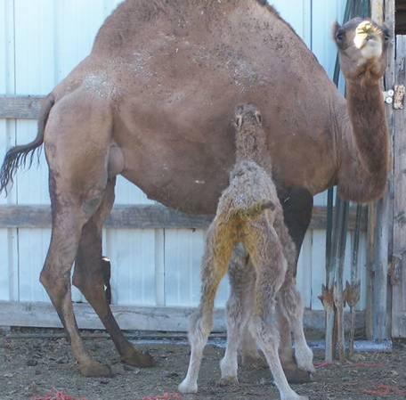 F2 Bactrian Camel Calf