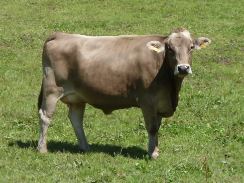 Brown swiss heifer cow for sale