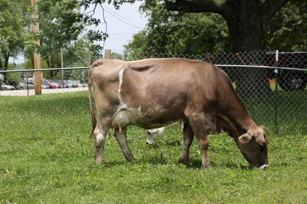 Brown Swiss Milk Cow