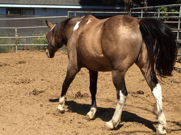 Trail Horse For Sale