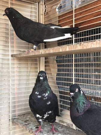 Pigeons for sale, top breed racer and highflier also tumbler