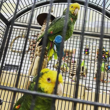 Double Yellow Head Amazon Parrots, Pair on sale!!!