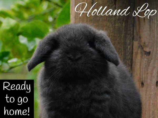 Baby Holland Lop Rabbit - rabbits bunny bunnies lops for sale