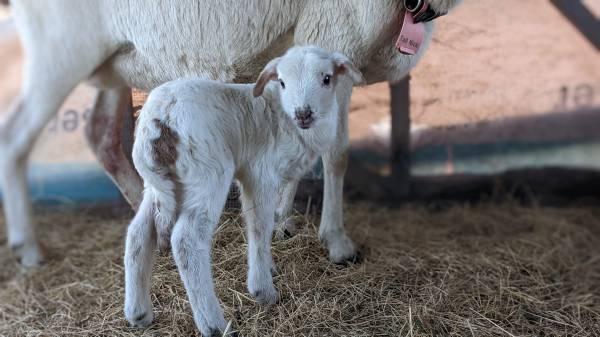 Lamb - Bottle Baby Ewe Katahdin/Dorper/St Croix hair sheep mix
