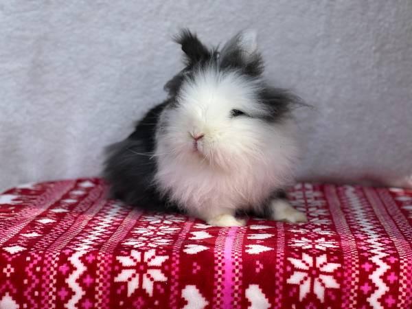 Most adorable fluffy Lionhead bunny rabbit