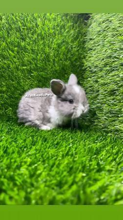 For Sale Bunnies Rabbits Bunny Rabbit