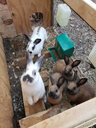 Rabbit Hutch and Pure Bred Mini-Rex Rabbits