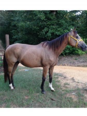 16hh quarter horse buckskin mare for sale