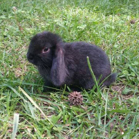 Baby Holland lop dwarf rabbit
