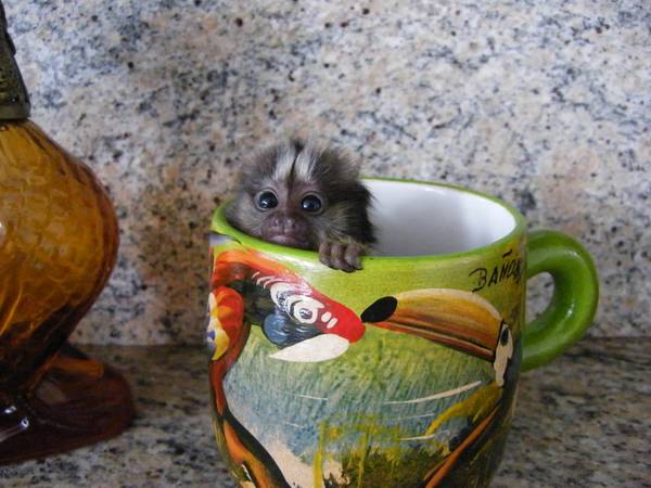 Pygmy Marmoset Baby Monkey for adoption - Free