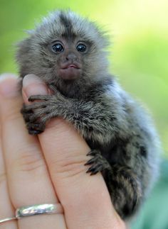 pygmy marmoset monkey hand reared for sale