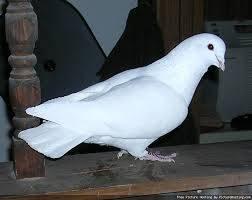 Pigeons White Kings in Danville CA Near 680 Diablo Rd Exit