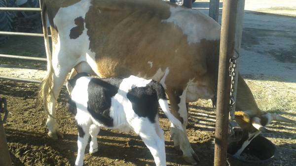 Heifer Cow and bull calf