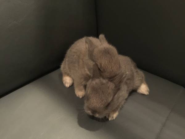 Baby Bunny Pet Dwarf Rabbit for sale