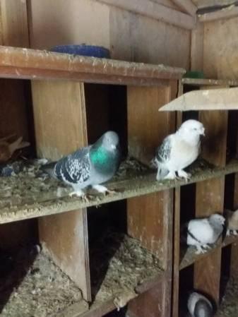 Pigeons Turkish Tumbler & Iranian