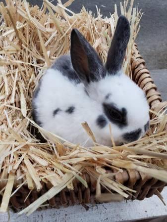 Mini Rex Rabbits Bunnies available!