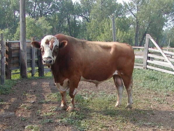 Jersey Bull for sale