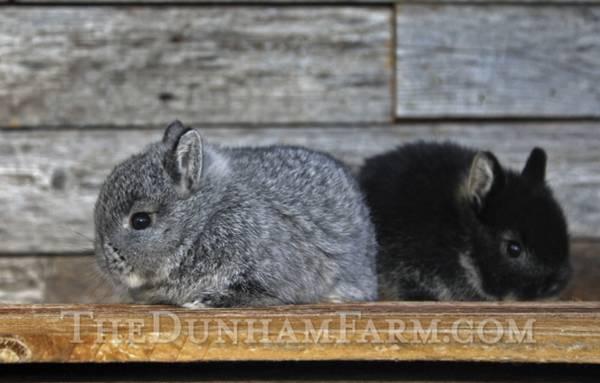 Baby Netherland Dwarf bunnies - bunny rabbits for sale