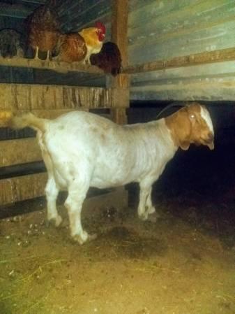 Boer goat female