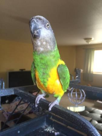 Senegal Parrot for sale to good home